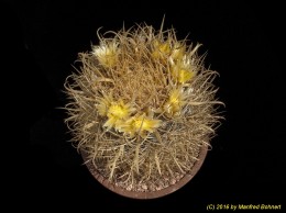 Ferocactus chrysacanthus 943